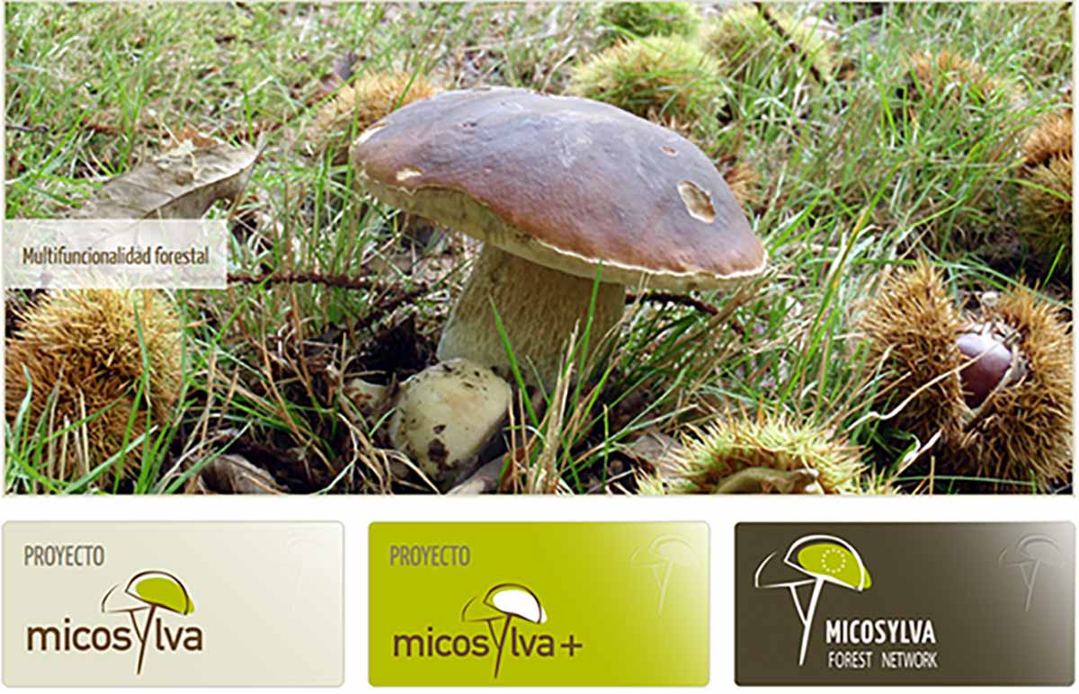 cèpe et forêt - programme Micosylva